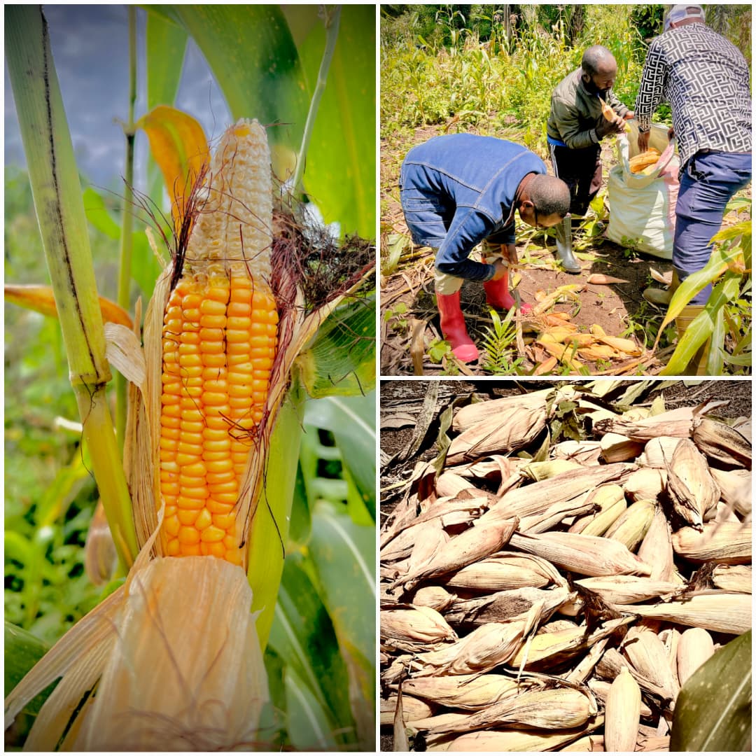 img 20251027 wa0027.jpg