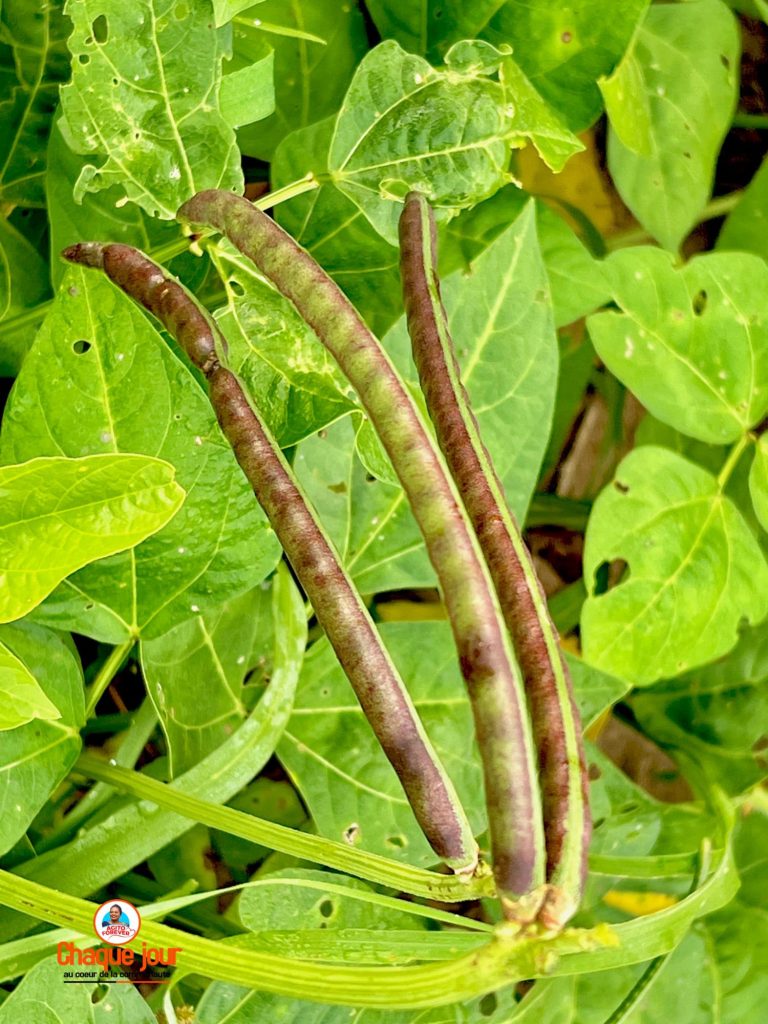 img-20251120-wa03073568416859037594872-768x1024 « Mafu na Tomate » : Buta produit enfin ses propres haricots avec le programme Agito Forever