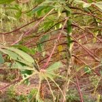 img 20260203 wa0006.jpg