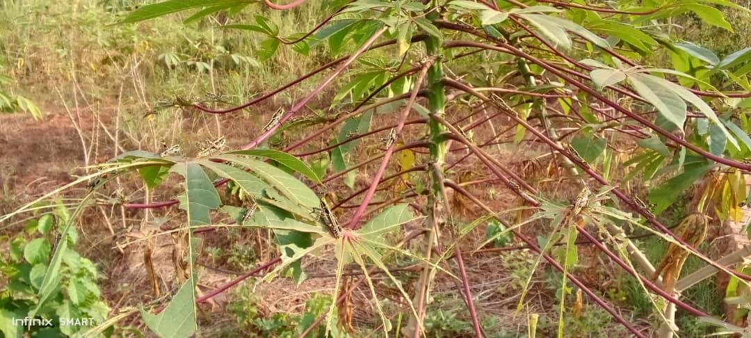 img 20260203 wa0006.jpg